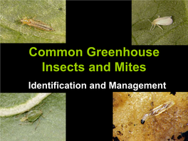 Common Greenhouse Insects and Mites Identification and Management the List of Common Greenhouse Insects and Mites in Colorado Is a Fairly Short One