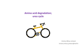 Amino Acid Degradation; Urea Cycle