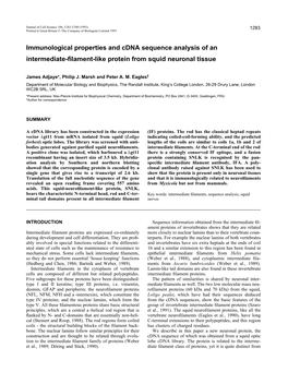 Immunological Properties and Cdna Sequence Analysis of an Intermediate-ﬁlament-Like Protein from Squid Neuronal Tissue