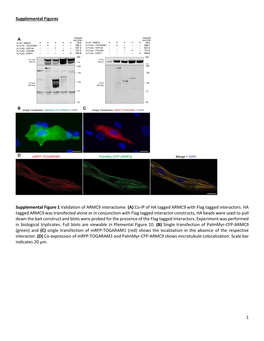 (A) Co-IP of HA Tagged ARMC9 with Flag Tagged Interactors