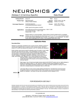 Aldolase C (C-Terminus Specific) Data Sheet