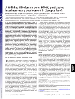 A W-Linked DM-Domain Gene, DM-W, Participates in Primary Ovary Development in Xenopus Laevis