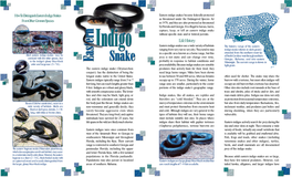 Eastern Indigo Snake (Flier)