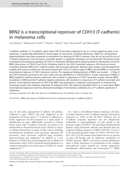 BRN2 Is a Transcriptional Repressor of CDH13 (T-Cadherin)