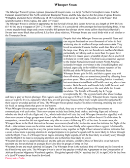 Whooper Swan