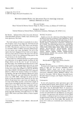 Shouldered Hawk and Aplomado Falcon from Quaternary Asphalt