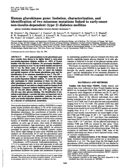 Human Glucokinase Gene