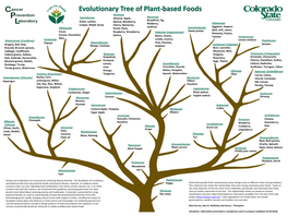 Evolutionary Tree of Plant-Based Foods