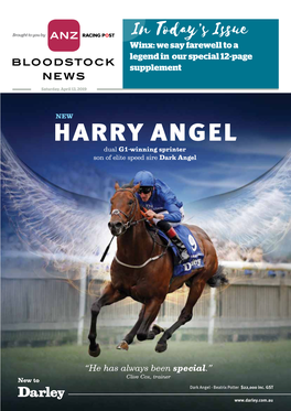 HARRY ANGEL Dual G1-Winning Sprinter Son of Elite Speed Sire Dark Angel