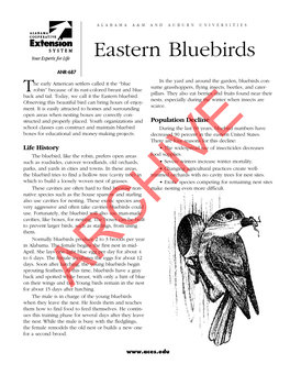 Eastern Bluebirds