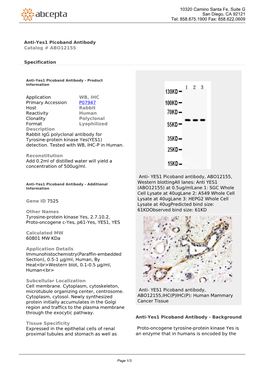 Anti-Yes1 Picoband Antibody Catalog # ABO12155