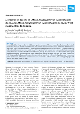 Becc. and Musa Campestris Var. Sarawakensis Becc. in West Kalimantan, Indonesia