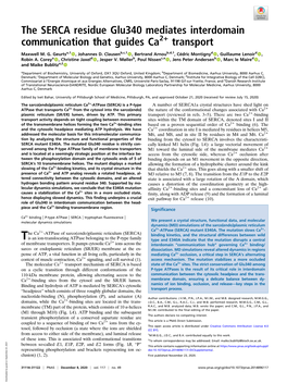 The SERCA Residue Glu340 Mediates Interdomain Communication That Guides Ca2+ Transport