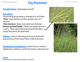 Big Bluestem