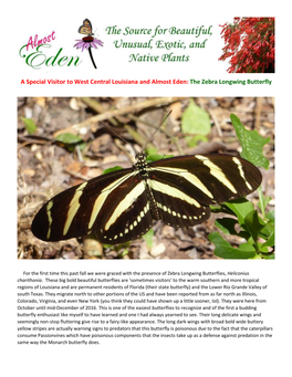 The Zebra Longwing Butterfly