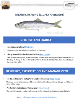 Atlantic Herring (Clupea Harengus)