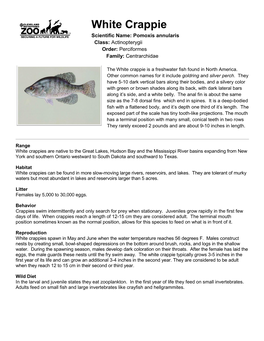 White Crappie Scientific Name: Pomoxis Annularis Class: Actinopterygii Order: Perciformes Family: Centrarchidae