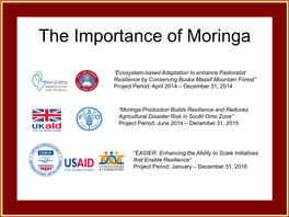The Importance of Moringa