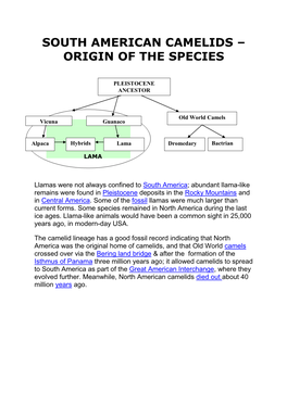 South American Camelids – Origin of the Species