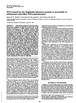 DNA Bound by the Oxytricha Telomere Protein Is Accessible to Telomerase and Other DNA Polymerases DOROTHY E