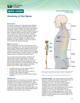 Anatomy of the Spine