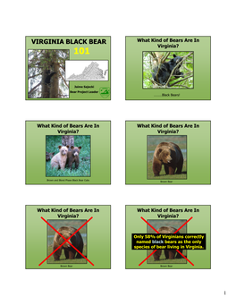 VIRGINIA BLACK BEAR What Kind of Bears Are in Virginia? 101