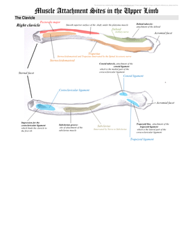 Muscle Attachment Sites in the Upper Limb