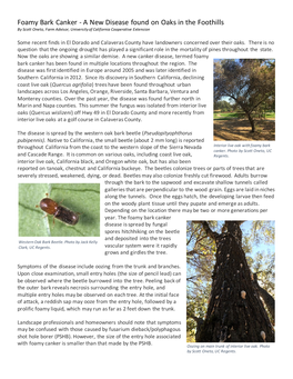 Foamy Bark Canker - a New Disease Found on Oaks in the Foothills by Scott Oneto, Farm Advisor, University of California Cooperative Extension