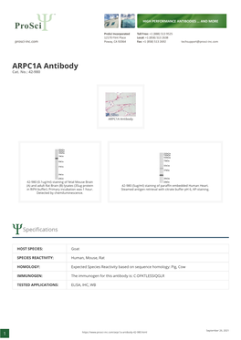 ARPC1A Antibody Cat