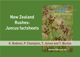 New Zealand Rushes: Juncus Factsheets