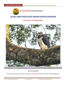 Ecuador: HARPY EAGLE & EAST ANDEAN FOOTHILLS EXTENSION