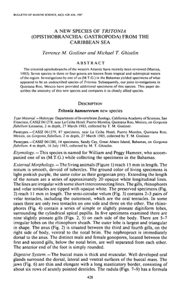 A New Species of <I>Tritonia</I> (Opisthobranchia: Gastropoda)