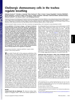 Cholinergic Chemosensory Cells in the Trachea Regulate Breathing