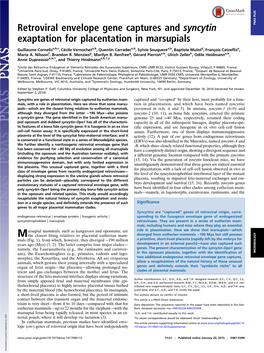 Retroviral Envelope Gene Captures and Syncytin Exaptation