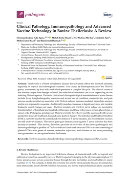 Clinical Pathology, Immunopathology and Advanced Vaccine Technology in Bovine Theileriosis: a Review