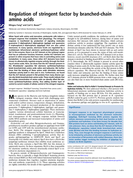 Regulation of Stringent Factor by Branched-Chain Amino Acids