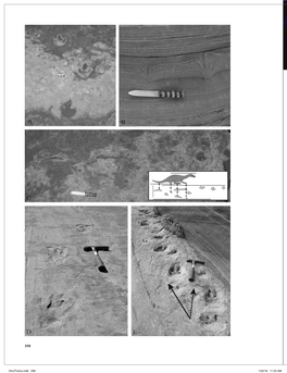 Dinotracks.Indb 358 1/22/16 11:23 AM Dinosaur Tracks in Eolian Strata: New Insights Into Track Formation, Walking Kinetics and Trackmaker Behavior 18