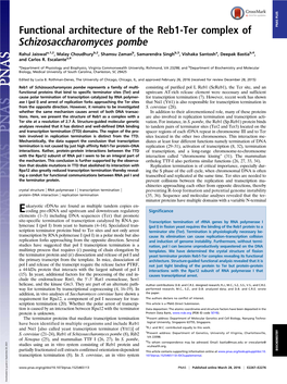 Functional Architecture of the Reb1-Ter Complex of PNAS PLUS Schizosaccharomyces Pombe