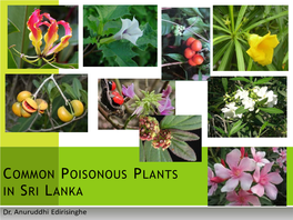 Common Poisonous Plants in Sri Lanka