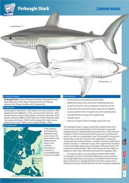 Porbeagle Shark Lamna Nasus