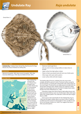 Undulate Ray Raja Undulata