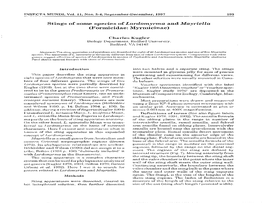 Stings of Some Species of Lordomynna and Mayriella (Formicidae: Myrmicinae)