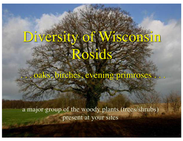 Diversity of Wisconsin Rosids