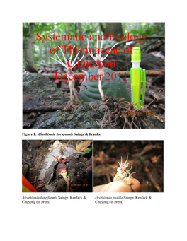 Figure 1: Afrothismia Korupensis Sainge & Franke Afrothismia