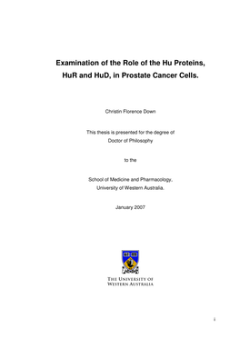 Examination of the Role of the Hu Proteins, Hur and Hud, in Prostate Cancer Cells