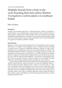 Breeding Red-And-Yellow Barbets Trachyphonus Erythrocephalus in Southeast Sudan