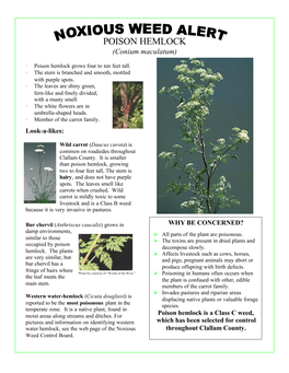 POISON HEMLOCK (Conium Maculatum)