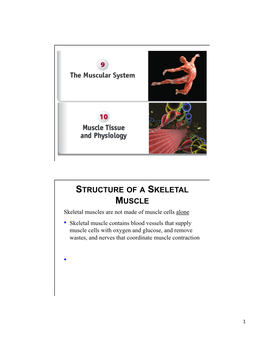 Structure of a Skeletal Muscle