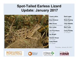 Spot-Tailed Earless Lizard Update: January 2017