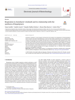 Respiration in Azotobacter Vinelandii and Its Relationship with the Synthesis of Biopolymers